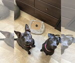 Small #2 American Pit Bull Terrier-Chihuahua Mix
