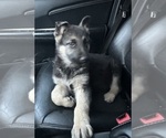 Small Photo #3 German Shepherd Dog Puppy For Sale in ARMSTRONG, MO, USA