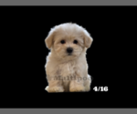 Small Photo #9 Maltipoo Puppy For Sale in SAN DIEGO, CA, USA