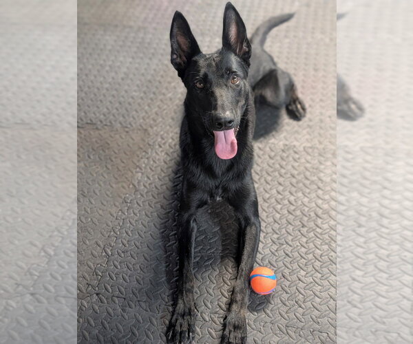 Medium Photo #2 Mutt Puppy For Sale in Imlay City, MI, USA