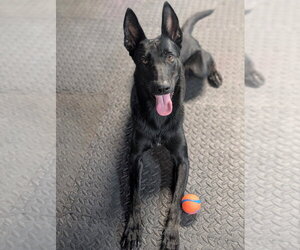 Demi - Located in Florida - Female Mutt Dog for Adoption - Photo #2