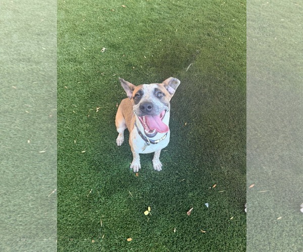 Medium Photo #2 Mutt Puppy For Sale in Sandy, UT, USA