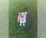 Small Photo #2 Mutt Puppy For Sale in Sandy, UT, USA