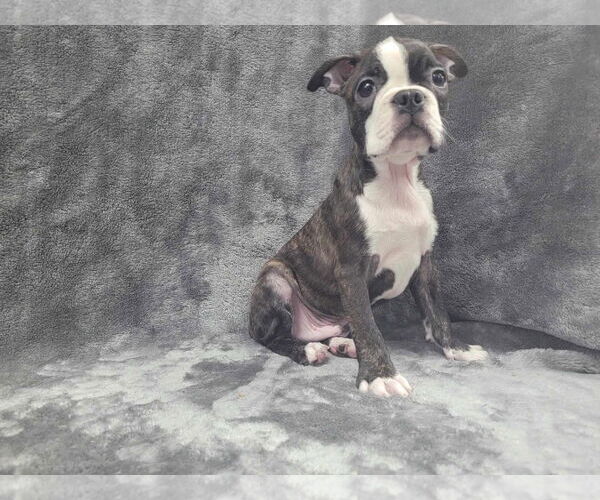 Medium Photo #3 Boston Terrier Puppy For Sale in Lincolnwood, IL, USA