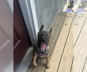 German Shepherd Dog-Unknown Mix Dogs for adoption in Imlay City, MI, USA