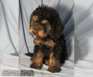 Bernedoodle Puppy for sale in HOPKINSVILLE, KY, USA