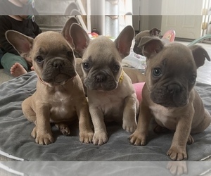 French Bulldog Puppy for sale in WALNUT COVE, NC, USA
