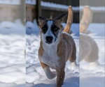 Small #2 Mutt