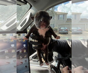 Mutt Dogs for adoption in Houston, TX, USA