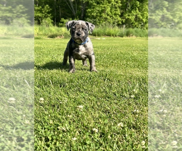 Medium Photo #2 American Bully Puppy For Sale in PLAINFIELD, CT, USA