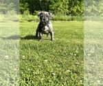Small #1 American Bully
