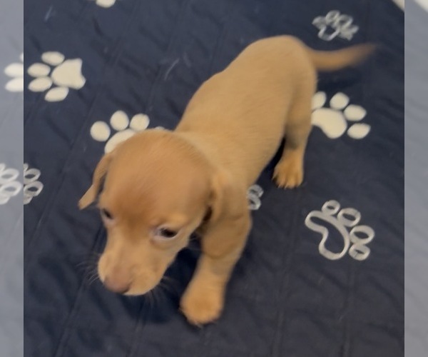 Medium Photo #2 Dachshund Puppy For Sale in CHARLOTTESVILLE, VA, USA