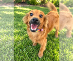 Danny - Male Colonial Cocker Spaniel-Unknown Mix Dog for Adoption - Small photo