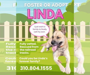 Akita-German Shepherd Dog Mix Dogs for adoption in Marina Del Rey, CA, USA