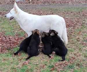 Mother of the German Shepherd Dog puppies born on 12/29/2021