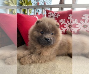 Chow Chow Puppy for Sale in FLORENCE, South Carolina USA