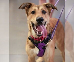 Shepradors Dogs for adoption in Princeton, MN, USA