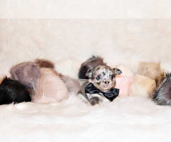 Medium Photo #3 Chihuahua Puppy For Sale in CHARLESTON, AR, USA