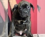 Small Photo #16 Cane Corso Puppy For Sale in COTTAGE GROVE, OR, USA