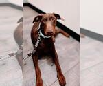 Small #1 Doberman Pinscher