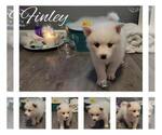 Small Photo #7 Pomsky Puppy For Sale in NILES, OH, USA