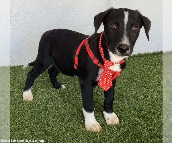 Medium Photo #2 Borador Puppy For Sale in San Diego, CA, USA