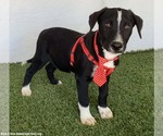 Small Photo #2 Borador Puppy For Sale in San Diego, CA, USA