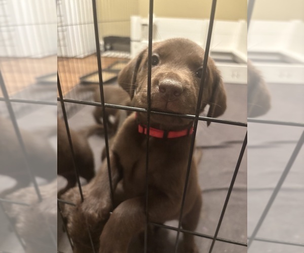 Medium Photo #8 Labrador Retriever Puppy For Sale in INDIANAPOLIS, IN, USA