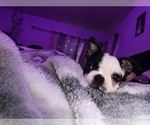 Puppy Skye jr Boston Terrier