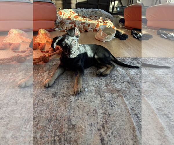 Medium Photo #2 Mutt Puppy For Sale in Greenville, SC, USA