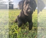 Small #28 Labradoodle