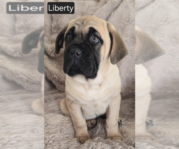 Medium Photo #6 Cane Corso Puppy For Sale in MINERAL WELLS, WV, USA