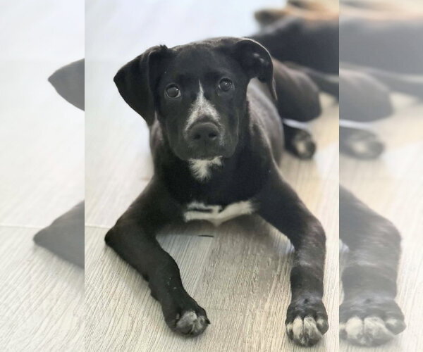 Medium Photo #1 American Staffordshire Terrier-Labrador Retriever Mix Puppy For Sale in Holly Springs, NC, USA