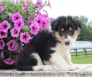 Collie Puppy for sale in FREDERICKSBURG, OH, USA