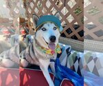 Small Photo #1 - Mix Puppy For Sale in Newport Beach, CA, USA