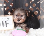 Small #1 YorkiePoo