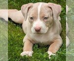 Small #3 American Bully