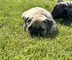 Small Photo #23 American Bully Puppy For Sale in PLAINFIELD, CT, USA