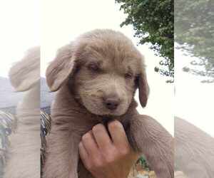 Labrador Retriever Puppy for sale in ROYAL CITY, WA, USA