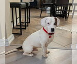 Blue IV - Male Beagle-Unknown Mix Dog for Adoption - Small photo