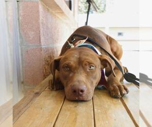 American Staffordshire Terrier-Unknown Mix Dogs for adoption in San Antonio, TX, USA