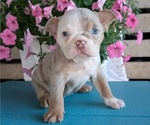 Puppy Harper English Bulldog