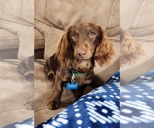 Father of the Dachshund puppies born on 03/19/2023