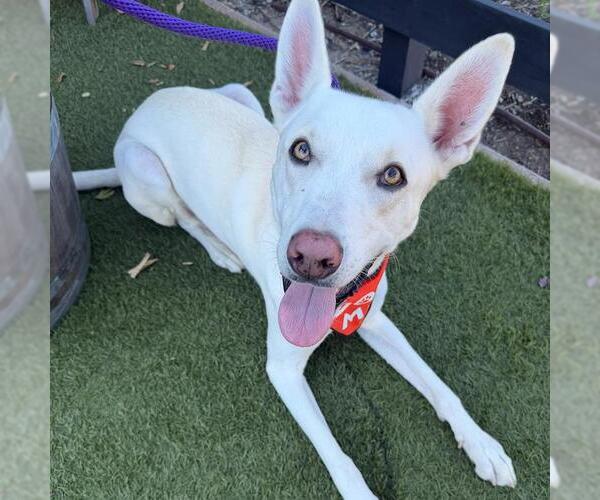 Medium Photo #4 Mutt Puppy For Sale in San Diego, CA, USA