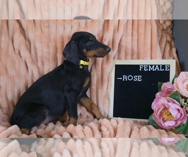 Medium Photo #5 Doberman Pinscher Puppy For Sale in POMEROY, OH, USA