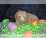 Small Photo #3 Poodle (Toy) Puppy For Sale in GREENWOOD, WI, USA