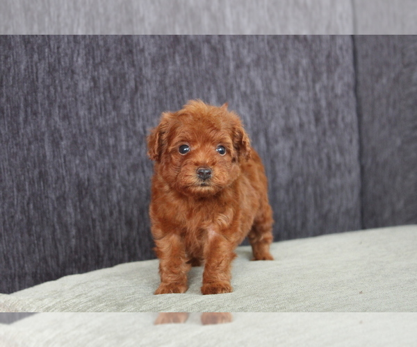 Medium Photo #6 Poodle (Toy) Puppy For Sale in LOS ANGELES, CA, USA