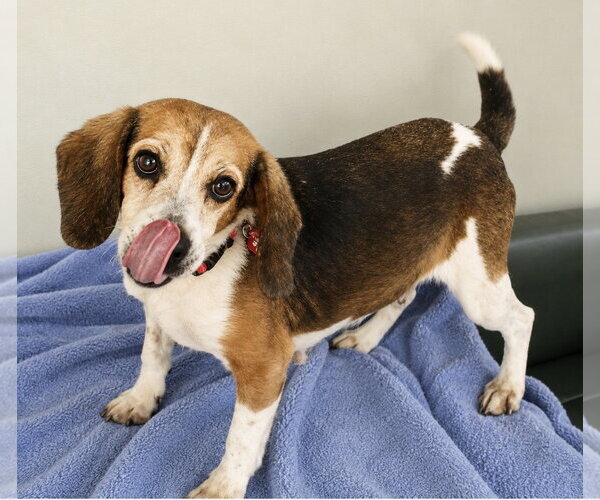Medium Photo #4 Beagle-Unknown Mix Puppy For Sale in Dunnellon, FL, USA