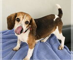 Small #3 Beagle Mix