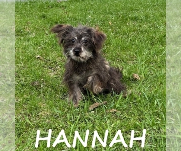 Medium Photo #1 Snorkie Puppy For Sale in HARTLAND, MN, USA